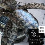 ミニ観葉植物本物サンスベリアコパトーン釉薬陶器鉢入り卓上小さい小さめ小型小...