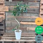 観葉植物 本物 【現品】★レア樹形★1点もの　シェフレラ・ミルキー　001946