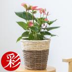 観葉植物 アンスリウム 6号鉢 鉢カバー 付き セット 中型 ロイヤル ピンクチャンピオン 通販 人気