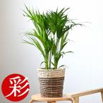 観葉植物本物アレカヤシ6号鉢鉢カバ...