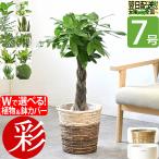 観葉植物 7号鉢 種類 選べる 鉢カバー付きセット パキラ モンステラ ポトス サンスベリア ユッカ ゲッキツ メキシコケンチャヤシ オーガスタ 幸福の木 母の日