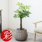 観葉植物 本物 7号鉢 種類 選べる ボールバスケット鉢カバー付きセット パキラ モンステラ サンスベリア ユッカ ゲッキツ ウンベラータ 幸福の木 母の日