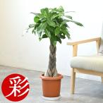 観葉植物-商品画像