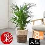 観葉植物 アレカヤシ 8号鉢 選べる