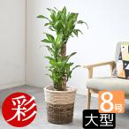 観葉植物 幸福の木 ドラセナ・マッサンゲアナ 8号 選べる鉢カバー付
