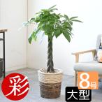 観葉植物 パキラ 8号鉢 選べる鉢カバー付 セット 大型 通販 人気