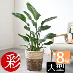 観葉植物ストレリチアオーガスタ8号...