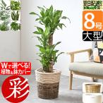 観葉植物 8号鉢 種類 選べる 鉢カバー付きセット 大型 パキラ ユッカ ゲッキツ サンスベリア アレカヤシ ポトス 幸福の木 オーガスタ ガジュマル