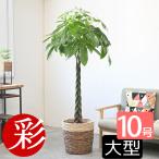 観葉植物 パキラ 10号 鉢カバー 付き セット 大型 室内用 インテリア おしゃれ 通販 人気 母の日