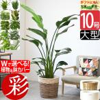 観葉植物 種類 選べる 10号鉢 鉢カバ