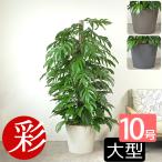 観葉植物本物マングーカズラ10号鉢...