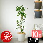 観葉植物 本物 ベンガルボダイジュ(フィカス・ベンガレンシス) 曲がり樹形 10号鉢 ポリストーン鉢カバー付き 陶器調 大型 インテリア 通販 人気