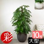 観葉植物本物マングーカズラ10号鉢...