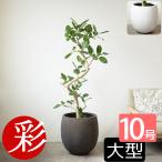 観葉植物 本物 ベンガルボダイジュ(フィカス・ベンガレンシス) 曲がり樹形 10号鉢 ファイバーストーン(陶器)鉢カバー付き 大型 インテリア 通販 人気