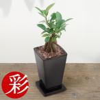 ミニ観葉植物ガジュマルココアブラウ...