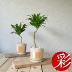 ドラセナ・コンパクタ観葉植物小さいインテリア人気おしゃれミニ観葉植物開店祝...
