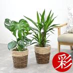 ショッピング観葉植物 観葉植物 2鉢セット 6号+6号鉢 鉢カバー付き 種類 選べる 中型 モンステラ サンスベリア ユッカ クルシア ザミオクルカス アレカヤシ アンスリウム 母の日