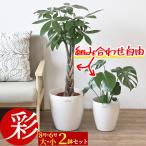 観葉植物 8号+6号鉢 2鉢セット 種類 