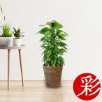 観葉植物 ポトス 7号鉢 （ヘゴ仕立て） 大型 オウゴンカズラ 日陰に強い 玄関 ハートの葉っぱ 母の日