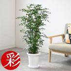 観葉植物 本物 シルクジャスミン ゲッキツ 8号鉢 大型 室内用 インテリア おしゃれ