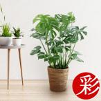 ショッピング観葉植物 観葉植物 モンステラ 7号鉢 (プレミアム) 大型 サトイモ科 日陰に強い 玄関 南国風 ハートの葉っぱ 母の日