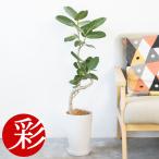 観葉植物 ベンガルボダイジュ（フ