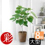 ショッピング観葉植物 観葉植物 フィカス ウンベラータ 直幹樹形 8号鉢 大型 室内用 インテリア 人気 お祝い おしゃれ 母の日