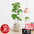 観葉植物 本物 選べる樹形 フィカス・ウンベラータ 10号鉢 直幹 曲がり幹 大型 曲がり樹形 曲がり木 曲がり仕立て 曲がった幹 曲げ 母の日
