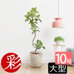 観葉植物 フィカス・アルテシーマ