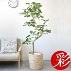 観葉植物 フィカス・ベンガレンシ