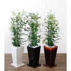 観葉植物本物ゲッキツシルクジャスミ...