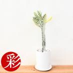 観葉植物本物ユーフォルビアホワイト...