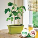 種、種子の栽培キット