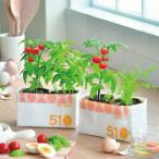  культивирование комплект культивирование комплект мини помидоры базилик Mini Carrot симпатичный . новый керамика eko eg ракушка подарок рекомендация 