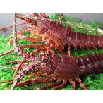  Ebino . тест . отличается! с уверенностью доставляем....... прекрасный тест .!. Исэ город море .(..) 500g ввод примерно 2 хвост ~3 хвост 