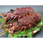  ценный . очень большой. Исэ город море . иллюзия. очень большой Исэ город море .1 хвост примерно 500g(.. рефрижератор )