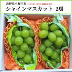  хлопок половина Partner z[ предварительный заказ прямая поставка ] Nagano префектура средний . город производство автомобиль in мускат виноград 2.[ хлопок половина подарок по случаю конца года ][11 месяц последняя декада ~12 месяц последняя декада последовательный отправка ][ рассылка указанный день не возможно ]