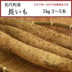 [ предварительный заказ прямая поставка ] бесплатная доставка Nagano префектура сосна плата блок производство батат 5kg 3~5шт.@[ хлопок половина подарок по случаю конца года ][11 месяц последняя декада ~12 месяц последняя декада последовательный отправка ][ рассылка указанный день не возможно ]