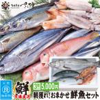 鮮魚ボックス 朝獲れおまかせ鮮魚セット5000円コース 3種以上 詰め合わせ ウロコ・内臓・エラ処理済み 冷蔵便 暑中見舞い 帰省土産 お盆 夏ギフト