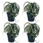 人工観葉植物キセログラフィカポット...