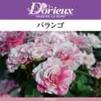 送料無料バランゴ6号鉢秋開花株鉢植...