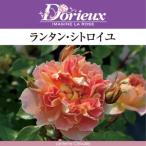 フレンチローズ