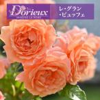 送料無料 レ グラン ビュッフェ6号鉢 秋開花株 鉢植え バラ 薔薇 ドリュ 大苗 フレンチローズ 開花苗 レグランビュッフェ