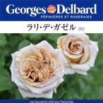送料無料ラリデガゼル6号鉢大苗予約...