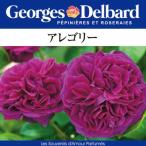 送料無料アレゴリー6号鉢大苗予約鉢...