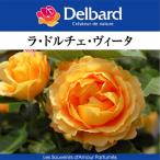 送料無料ラドルチェヴィータ6号鉢大...