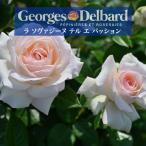 ショッピングさくらんぼ 送料無料　ラ ソヴァジーヌ テル エ パッション6号鉢大苗予約　　鉢植え バラ 薔薇 デルバール 大苗 冬 ラソヴァジーヌテルエパッション