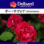 送料無料 ギー サヴォア長尺7号 大苗 鉢植え バラ 薔薇 デルバール 大苗 フレンチローズ 7号鉢 7寸 ギーサヴォア ギーサボア バラ苗