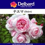 送料無料　ナエマ6号鉢　秋開花株　　鉢植え バラ 薔薇 デルバール 大苗 フレンチローズ 開花苗