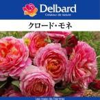 ショッピング薔薇 送料無料　クロード モネ6号鉢　春開花株　　鉢植え バラ 薔薇 デルバール 大苗 フレンチローズ 開花苗